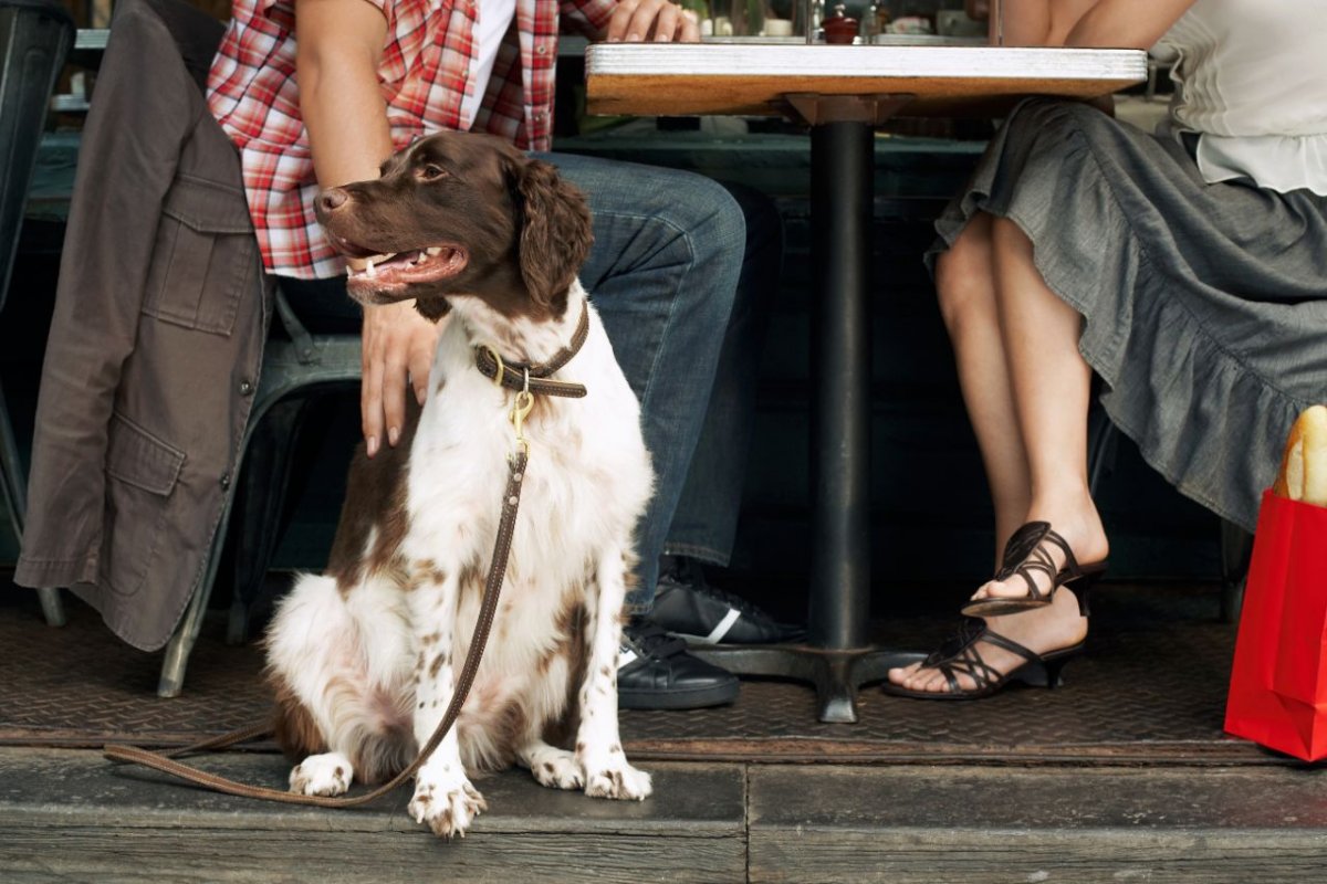 Nachbars Lumpi Mensch-Hund-Coaching Alltagstraining und Grunderziehung in Kornwestheim
