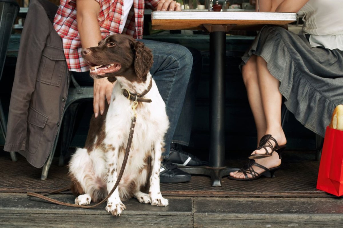 Nachbars Lumpi Hundeschule Alltagstraining Ludwigsburg
