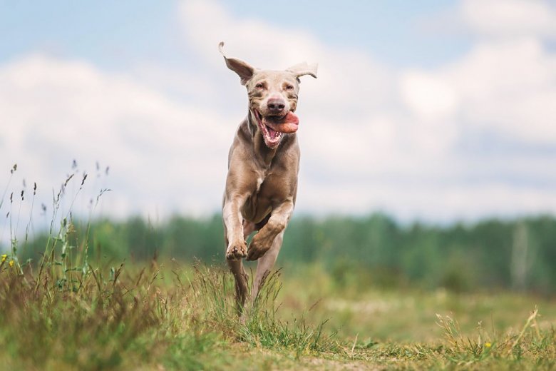 Nachbars Lumpi Mensch-Hund-Coaching Rückruf Felder Asperg