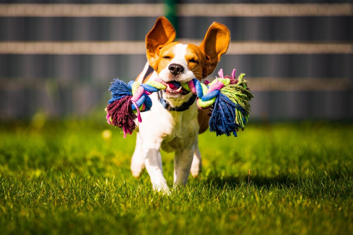 Nachbars Lumpi Hundeschule Welpenkurs Ludwigsburg