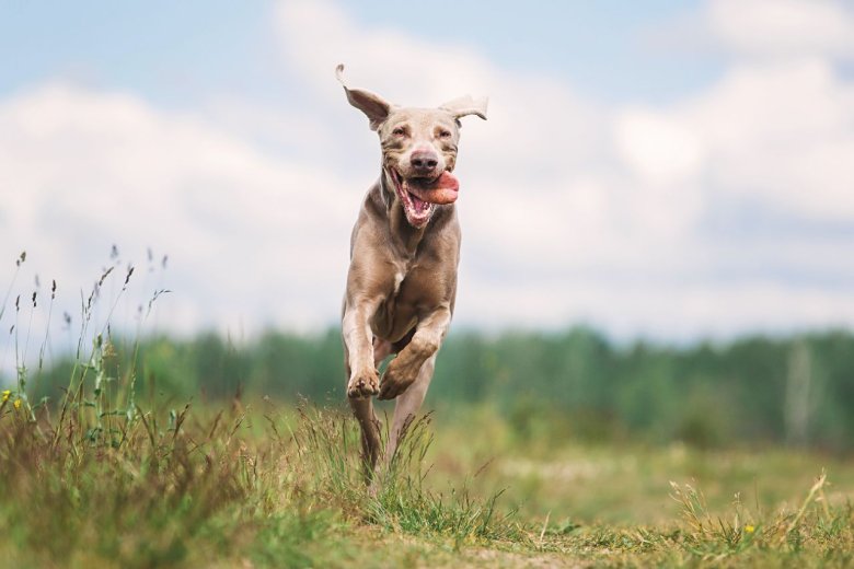 Nachbars Lumpi Mensch-Hund-Coaching Rückruf Felder Ludwigsburg