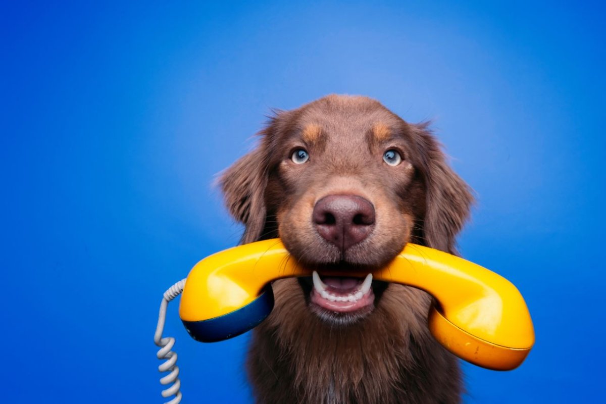 Nachbars Lumpi Mensch-Hund-Coaching Klarheits-Gespräch in Ludwigsburg