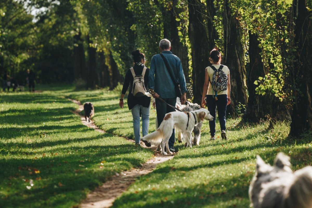 Nachbars Lumpi Mensch-Hund-Coaching Alltagstraining und Grunderziehung in Ludwigsburg